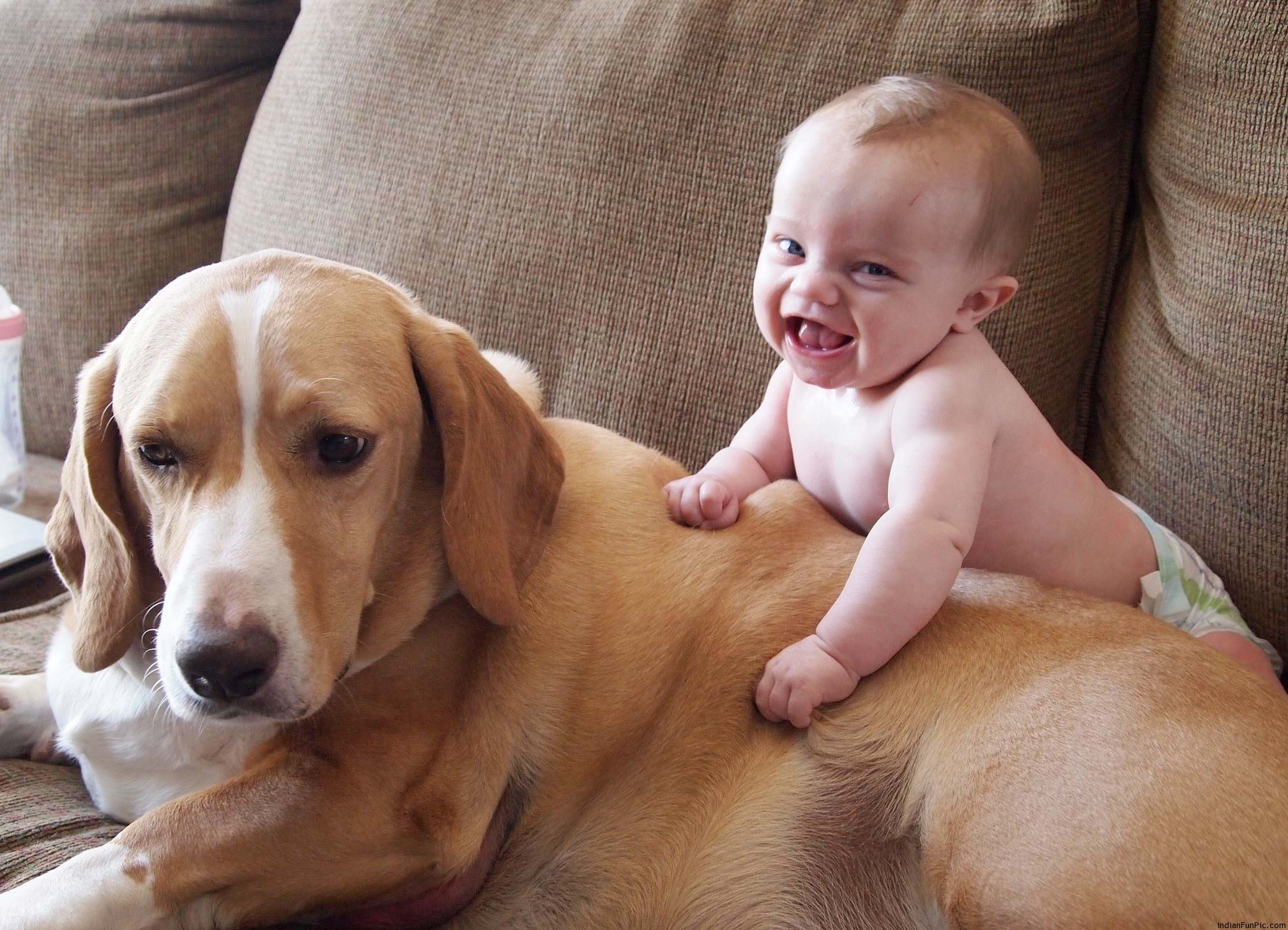 Лучшие видео про животных. Для детей. Животные. Дети и собаки смешное. Добрые собаки для детей. Домашние животные для детей.